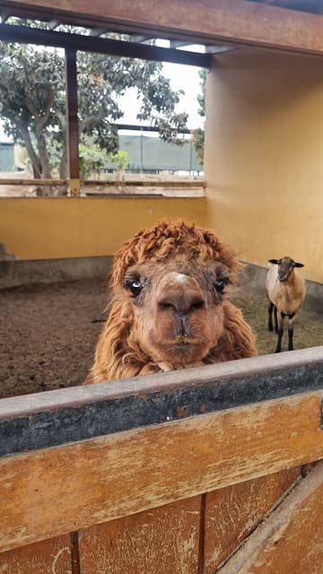 Área de recreación mini zoologico La Caravedo